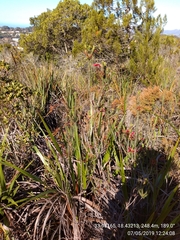 Erica abietina