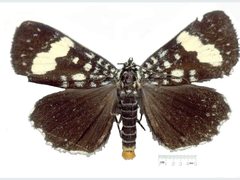 Idalima affinis