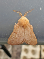 Malacosoma disstria