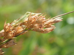 Juncus dichotomus