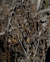 Phylica cryptandroides