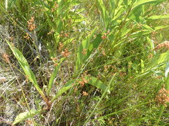 Juncus dichotomus