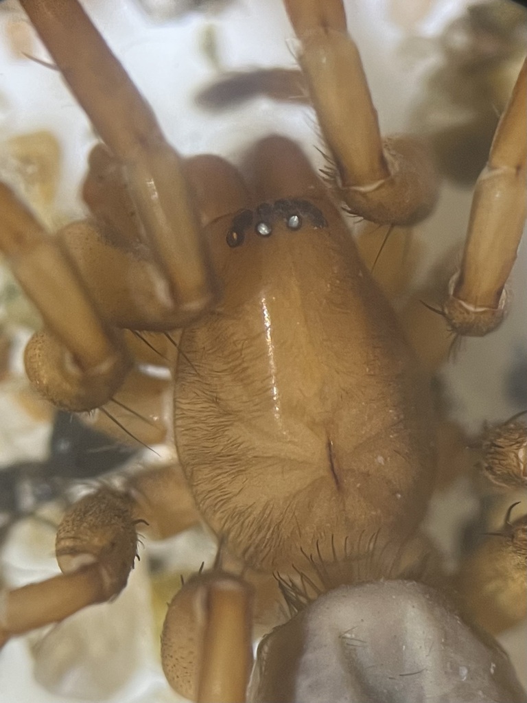Talanites echinus