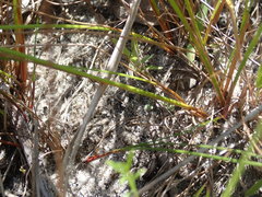 Juncus dichotomus