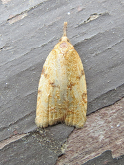 Cenopis pettitana