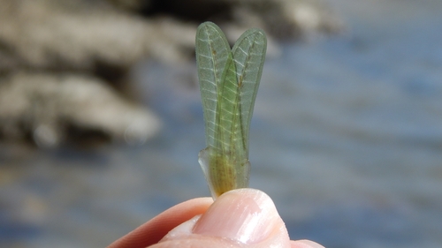 halophila seagrass
