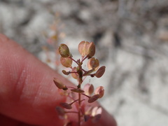 Lepidium virginicum virginicum