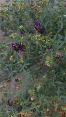 Medicago sativa