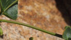 Mirabilis laevis retrorsa