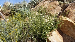 Mirabilis laevis retrorsa