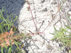 Lepidium virginicum virginicum