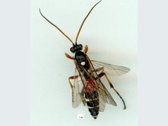 Ichneumon promissorius
