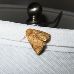 Apoda y-inversa