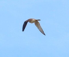 Falco sparverius sparverius