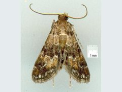 Parapoynx tenebralis