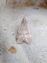 Dichomeris punctidiscellus