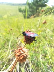 Zygaena minos