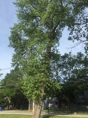 Populus deltoides deltoides