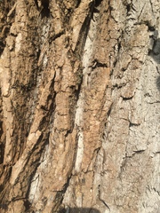 Populus deltoides deltoides