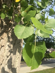 Populus deltoides deltoides