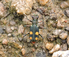 Cicindela bicolor