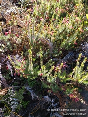 Erica abietina