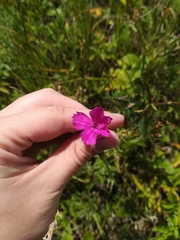 Dianthus deltoides