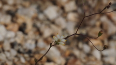 Nemacladus sigmoideus