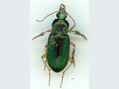 Chlaenius ophonoides