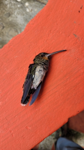 Pale-tailed Barbthroat (Threnetes leucurus), photo 6