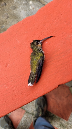 Pale-tailed Barbthroat (Threnetes leucurus), photo 7