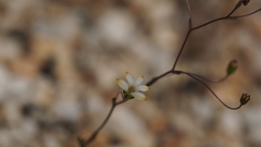 Nemacladus sigmoideus