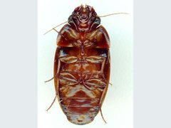 Pseudomorphini