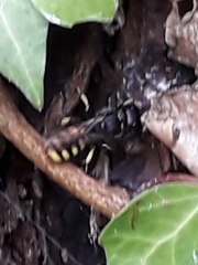 Ectemnius cephalotes