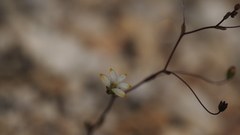 Nemacladus sigmoideus