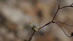 Nemacladus sigmoideus