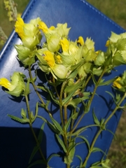 Rhinanthus serotinus aestivalis