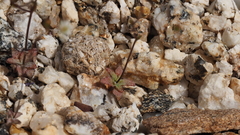 Nemacladus sigmoideus