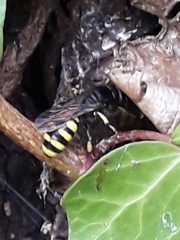 Ectemnius cephalotes