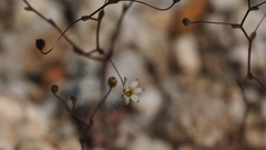 Nemacladus sigmoideus