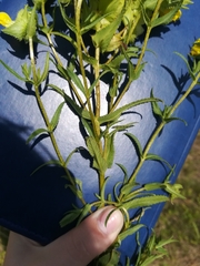 Rhinanthus serotinus aestivalis