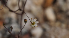 Nemacladus sigmoideus