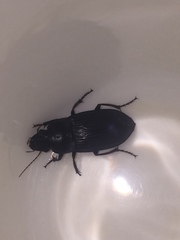 Harpalus caliginosus