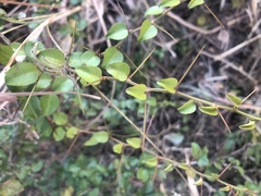 Gymnosporia harveyana harveyana