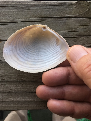 Channeled Duck Clam
