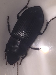 Harpalus caliginosus