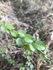 Gymnosporia harveyana harveyana