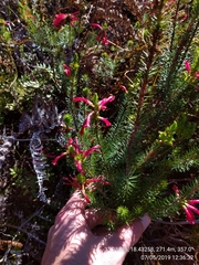 Erica abietina