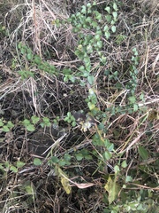 Gymnosporia harveyana harveyana