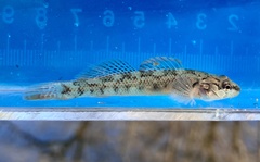 Barcheek Darter photo 3